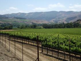 Overlooking a vineyard