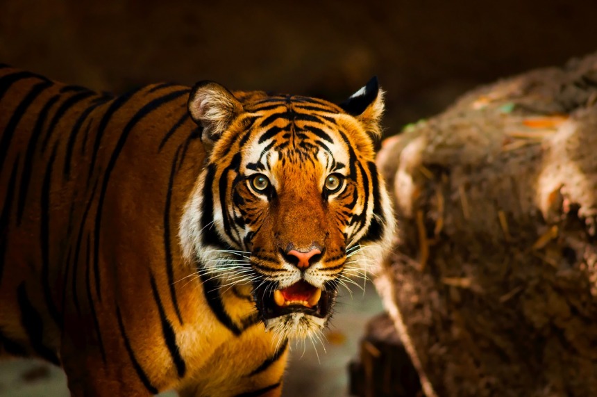 tiger-1863976_1280