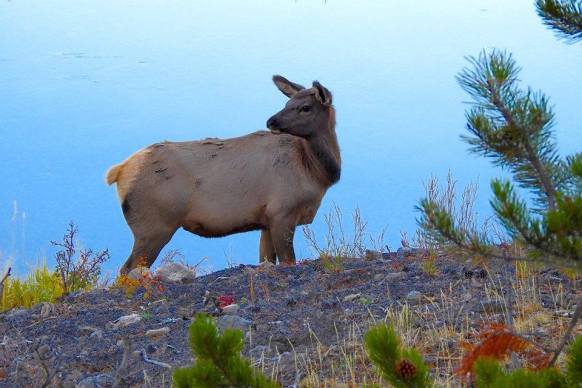 Vigilant elk in Yellowstone